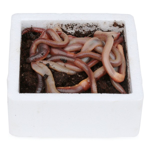 Tauwürmer (Styroporbox)